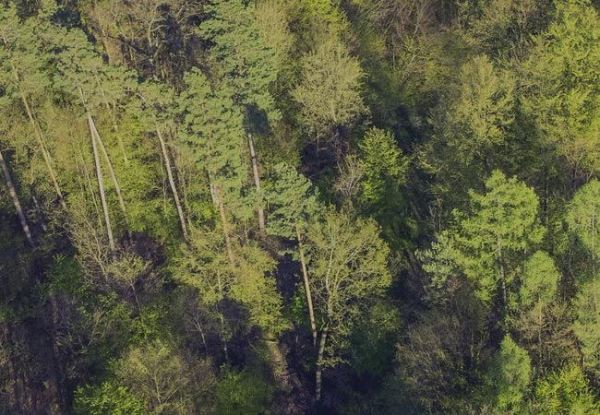 ФРДВ и «Аэромакс» оцифруют дальневосточный лес с помощью нейросетей и беспилотников 