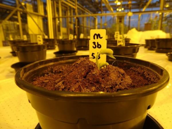 Человеческая моча может стать удобрением для марсианских растений
