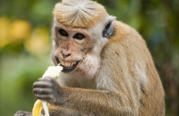 <br />
Голодные обезьяны «атаковали» Тайланд из-за коронавируса<br />
