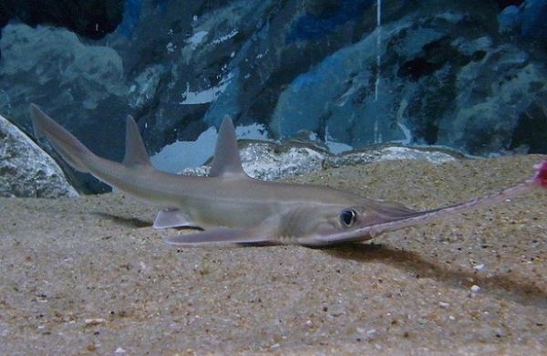 <br />
Пилоносых акул неизвестных видов поймали исследователи<br />
