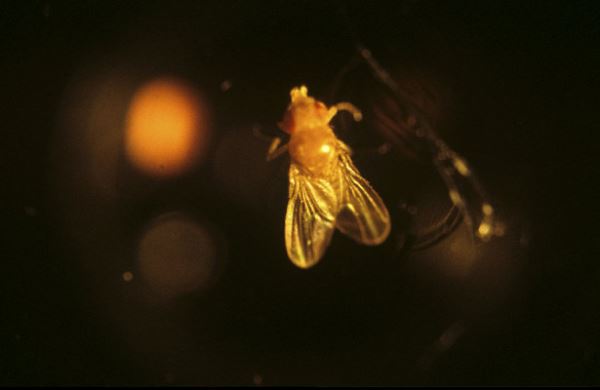 <br />
Эксперимент на мухах показал, что темнота стирает негативные воспоминания<br />

